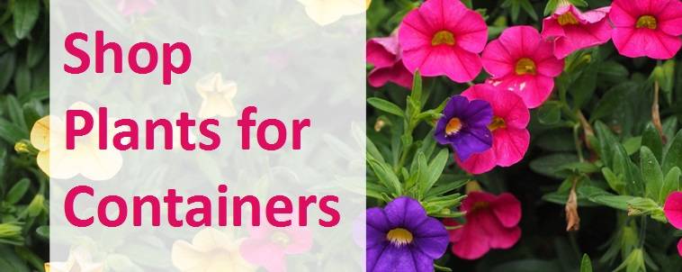 Shop plants for containers 3